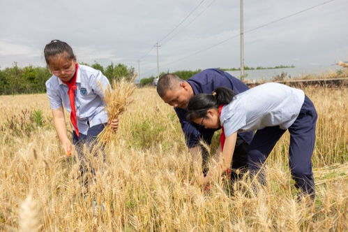 一位老农在夜间麦田中低头劳作
