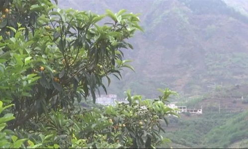 广西武宣黄茆镇千亩枇杷园实景图