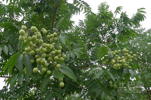 广西绿化带里都是水果？网友：这地方种的不是花，是‘钱包’！