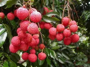 荔枝便宜到离谱？我亲自去果园买了三箱，结果太意外！