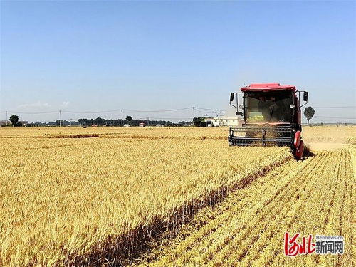 智能收割机在麦田作业