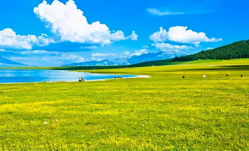 新疆赛里木湖出现黄色泡沫？真相让人意外！