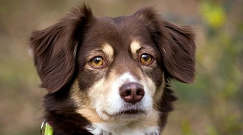 宠物狗佩戴牵引绳在公园散步