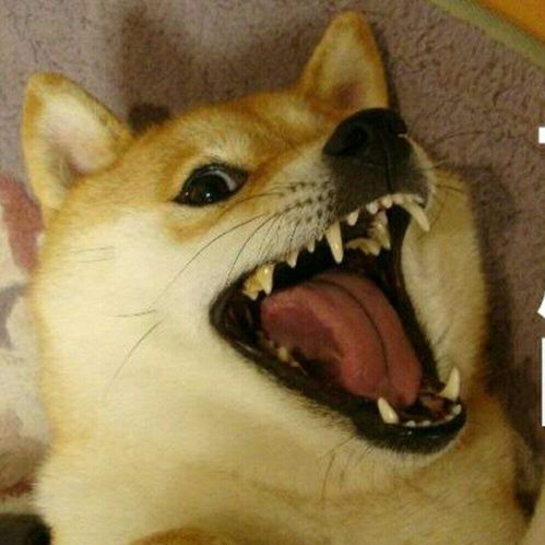 电子宠物大胃袋良子：虚拟世界的治愈系萌宠？网友热议背后的真实评价