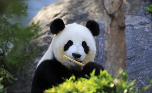 无锡官林大梦想城大熊猫吉祥物