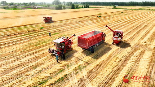 三夏农忙图景：科技赋能丰收季，我在田间见证农业新变革