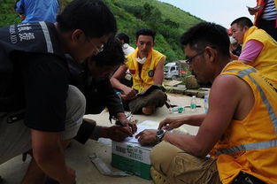 志愿者在地震灾区搭建临时帐篷