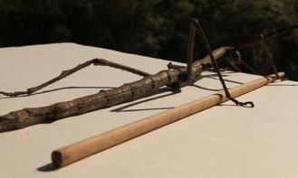 竹节虫与尺子对比图