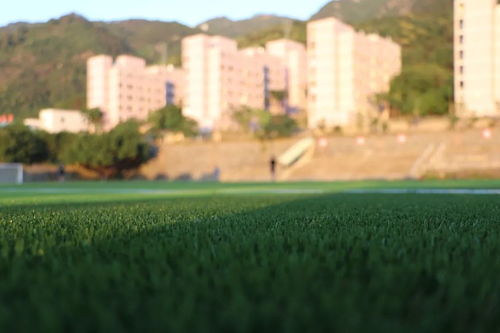 阳光下的大学校园