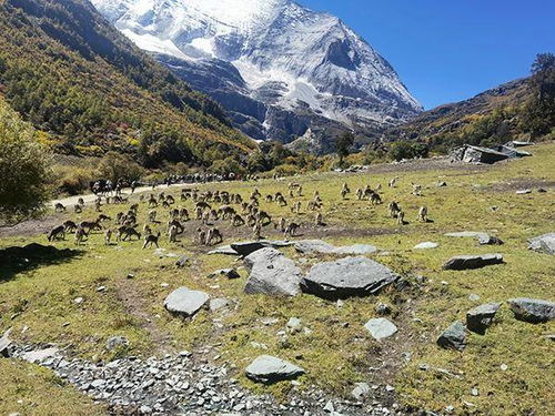 稻城亚丁景区游客安全提示标识牌