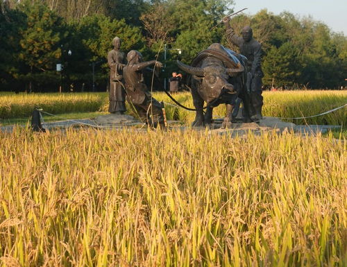 秋日金黄的稻田