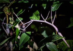 夜晚森林中的竹节虫