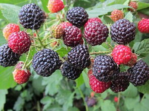 树莓与品牌方合作拍摄现场照片