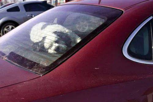 女子带狗自驾新疆 狗狗半路意外怀孕？真相曝光令人哭笑不得