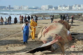 海南沙滩上的鲸鱼尸体