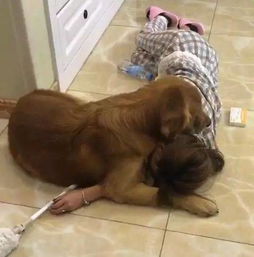 狗狗跳入主人小船感人瞬间