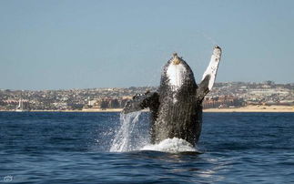 座头鲸在海面跃起