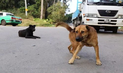 狗狗被市民合力营救场景