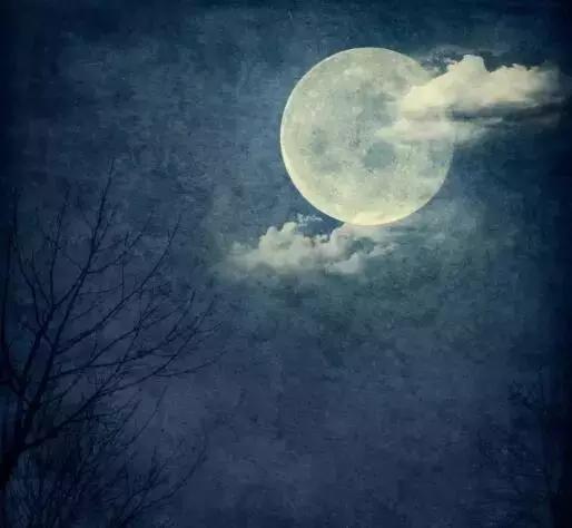 白月光不一定是人？抖音爆火背后的情感共鸣与内容生态