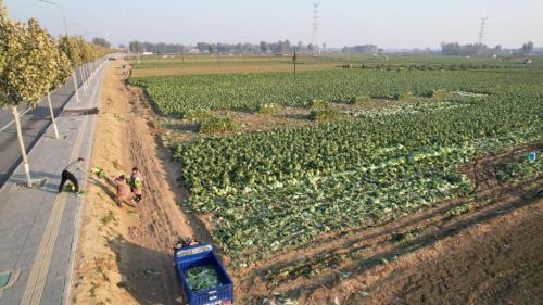 某地耕地保护卫星监测图示例