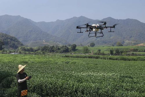 林晓薇在茶园操作无人机进行测绘