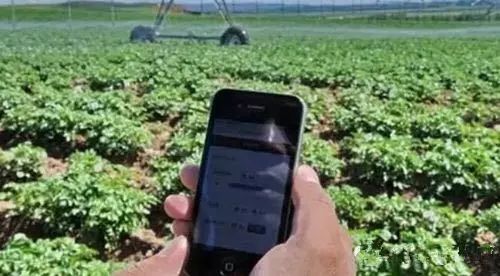 农民手持智能手机查看农田数据