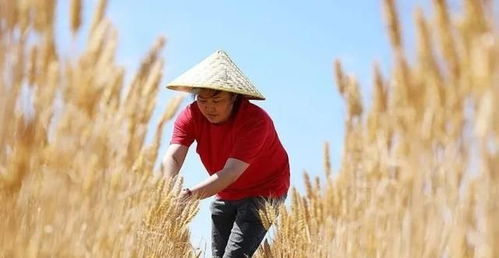 农民正在查看小麦生长情况