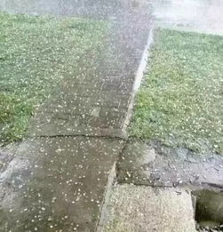 冰雹砸麦田，绝收？真相在这里！