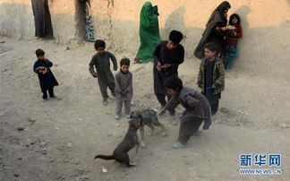阿富汗难民营中的女性儿童