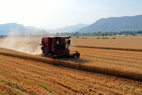 夏粮丰收背后的科技密码：从田间到粮仓的智慧变革