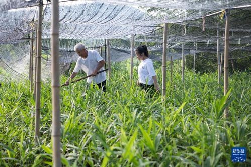 网红小四爷在田间拍摄短视频
