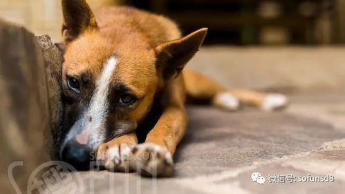 黄主任狗狗在校园内悠闲散步的照片