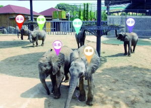 非洲象群体互动场景