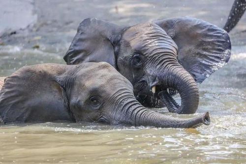 动物园内非洲象低头站立