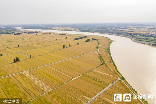 山东滨州盐碱地金色麦田丰收