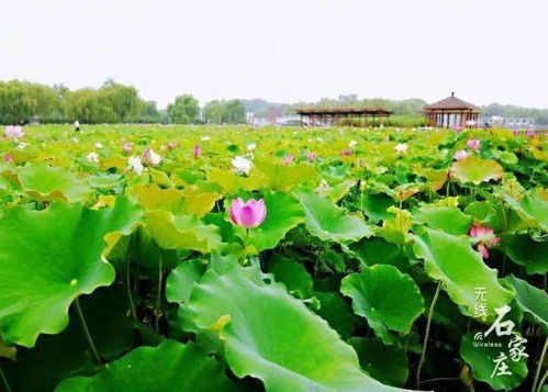 夏日好“丰”景：从荷塘月色到麦浪金黄，每一帧都是自然的馈赠