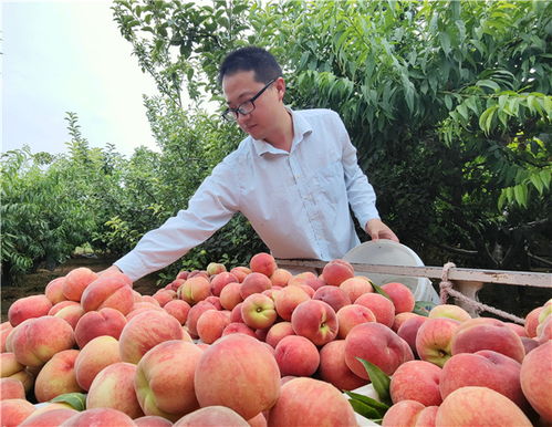 宿迁果园桃子成熟采摘忙