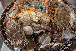 日本海鲜市场交易现场