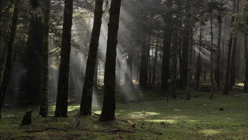 阳光透过树叶洒在地上