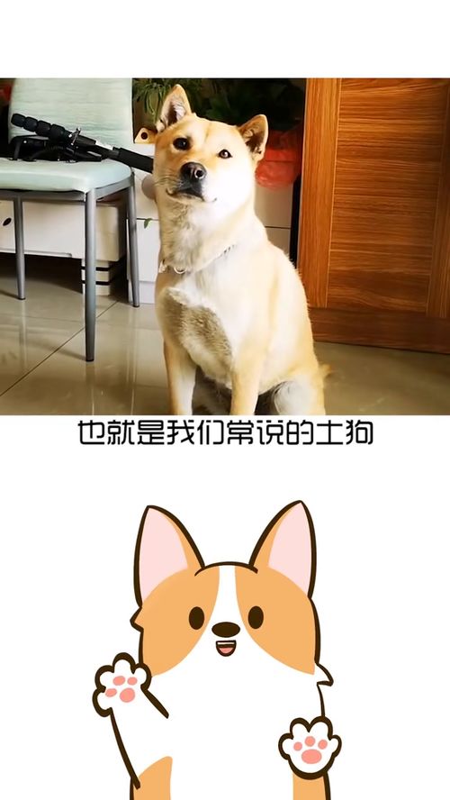 多地宣布对中华田园犬解除禁养，我身边的土狗逆袭记