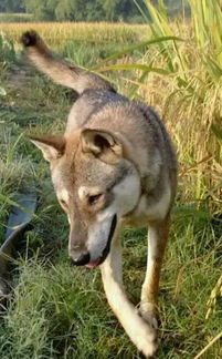 中华田园犬奔跑