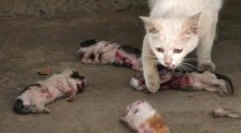 桂林事业单位招录被质疑曾虐猫，人社局回应引热议｜公众对道德底线的追问