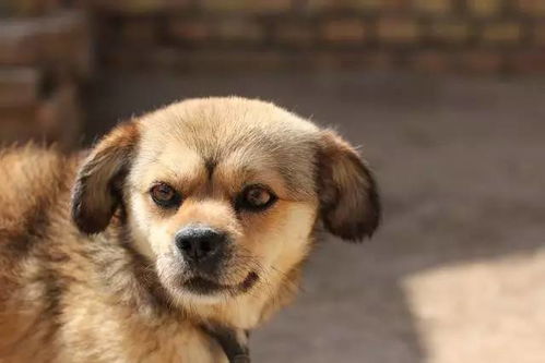 中华田园犬安静地坐在主人身边