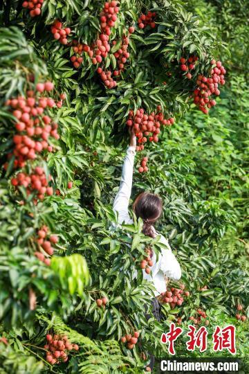 果农采摘荔枝