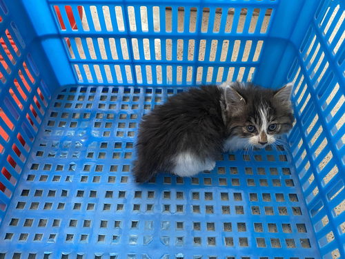 成都快递点发现的宠物盲盒现场