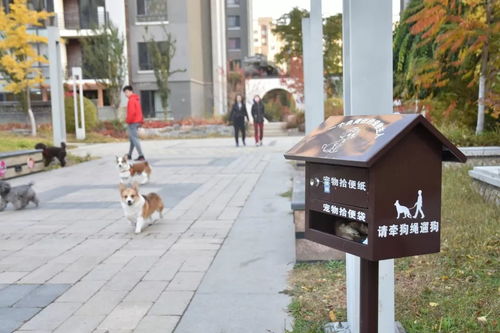 社区宠物拾便箱