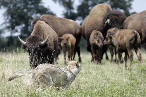 黄石公园野牛群在草原上奔跑