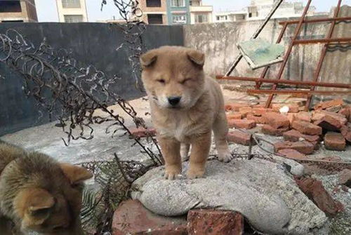 多地对中华田园犬“解禁”，我终于能光明正大带它出门了？