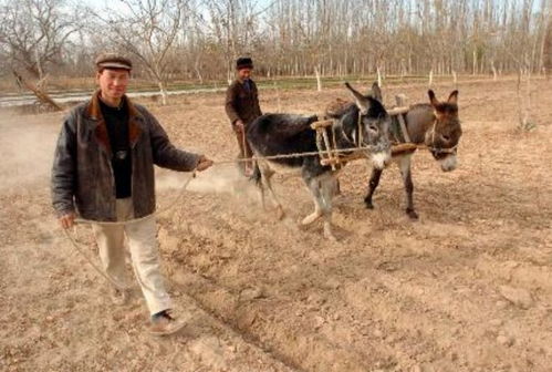 新疆南疆农村景象