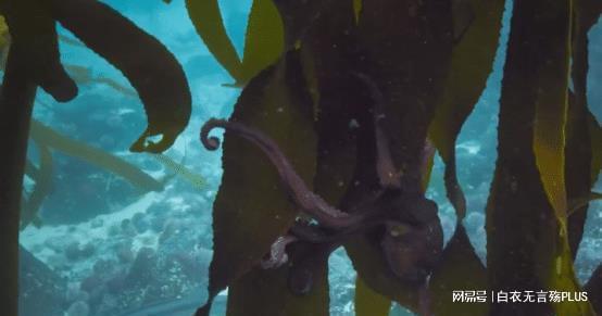 章鱼噼与鲨鱼大叔一起打斗的场景<br><h2 id=